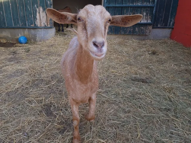 À l'adoption : Alienor