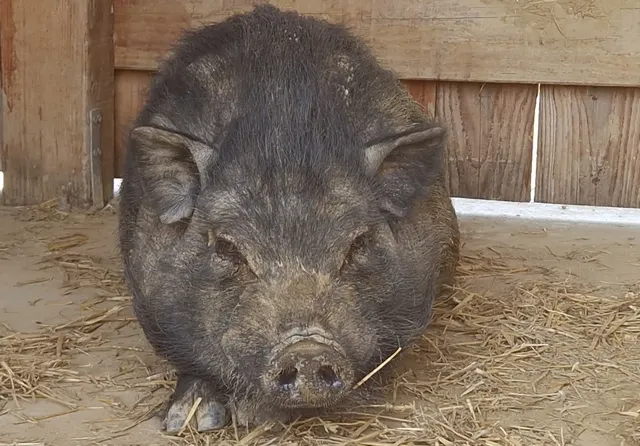 À l'adoption : Aoste