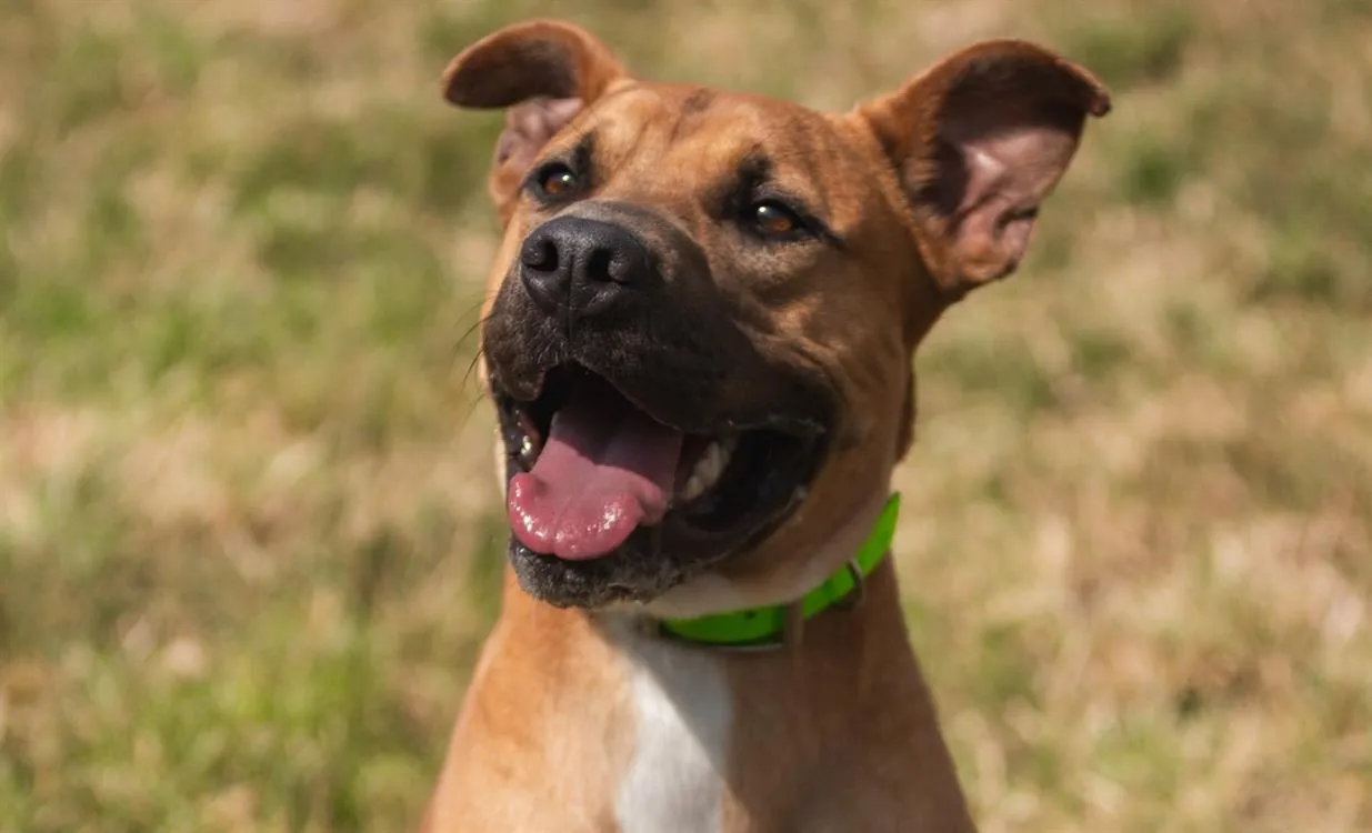 À l'adoption : Orochi