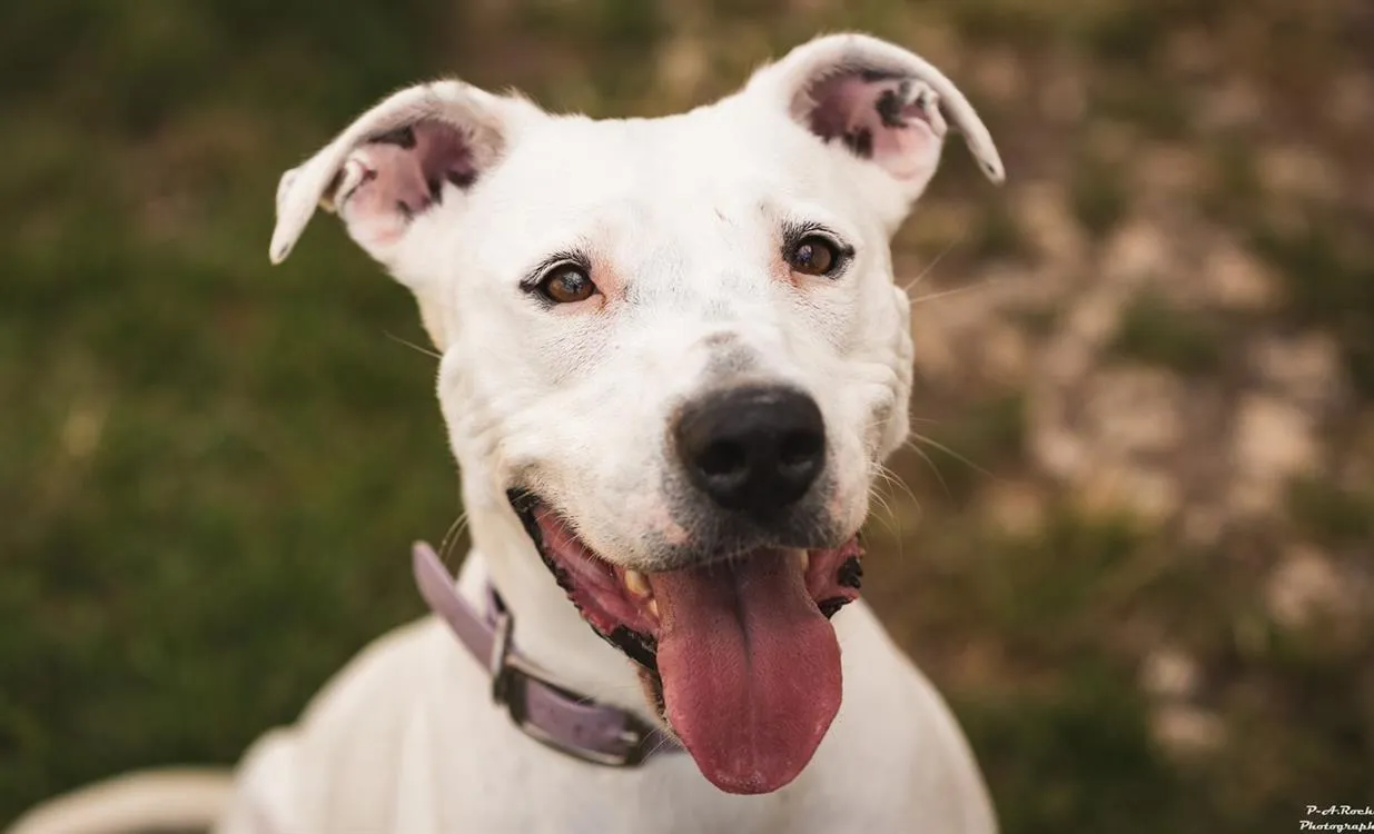 À l'adoption : Iris