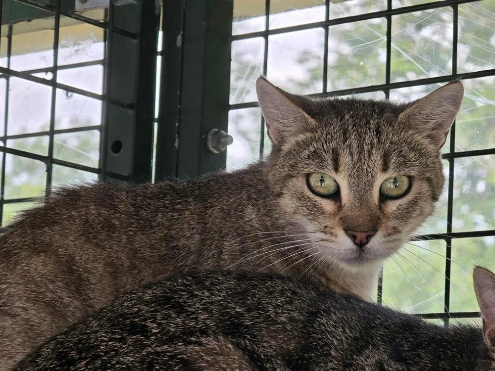 À l'adoption : Acacia