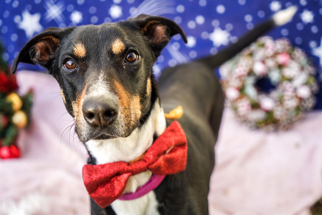 coco-137460-676aa02f7a368.jpg