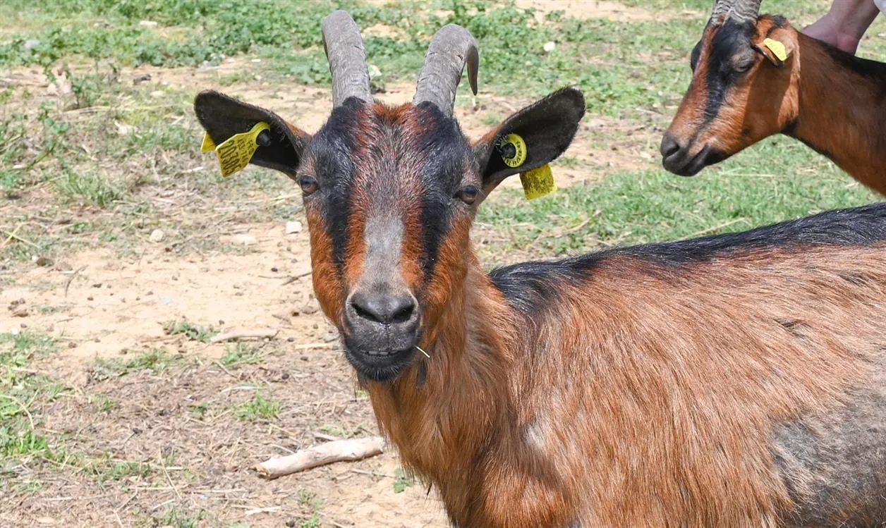 À l'adoption : Hana