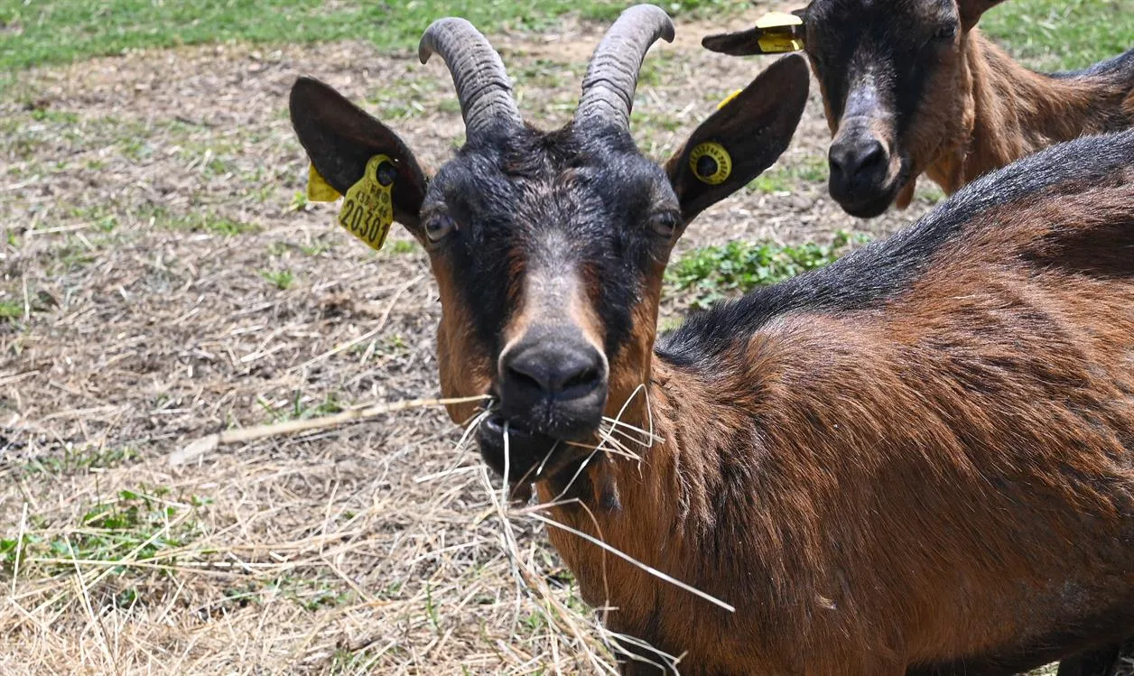 À l'adoption : Apirila