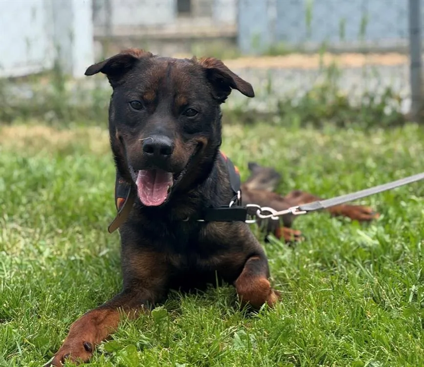 À l'adoption : Rover