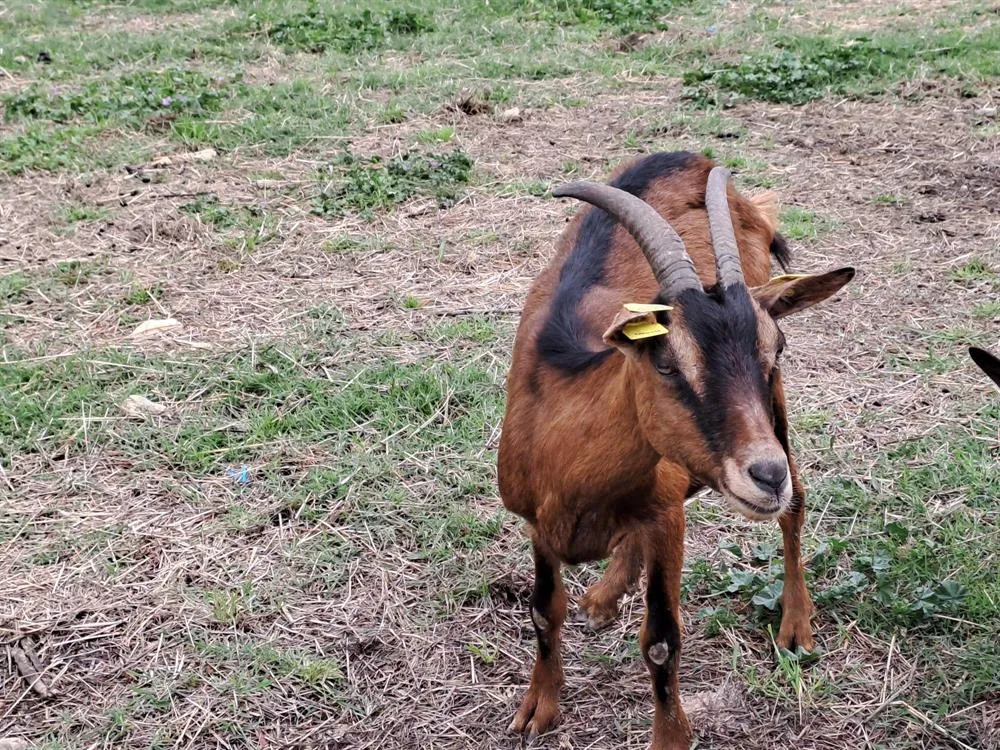 À l'adoption : Babochka