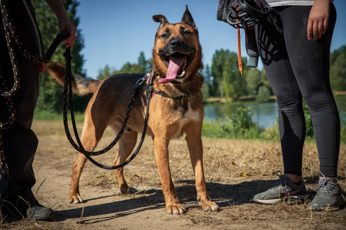 À l'adoption : Rocket