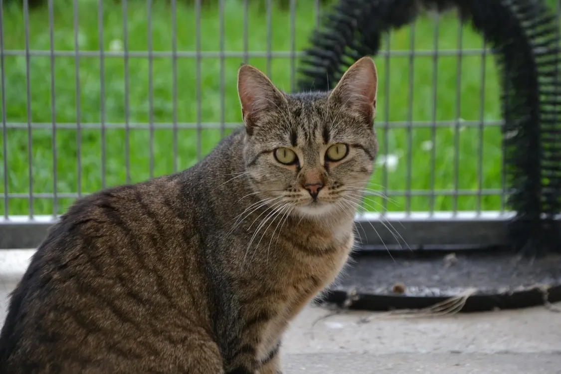 À l'adoption : Sauterelle