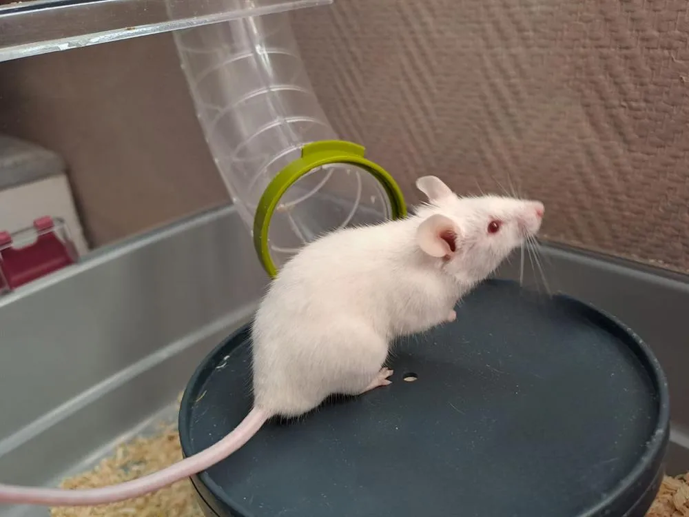 À l'adoption : Many