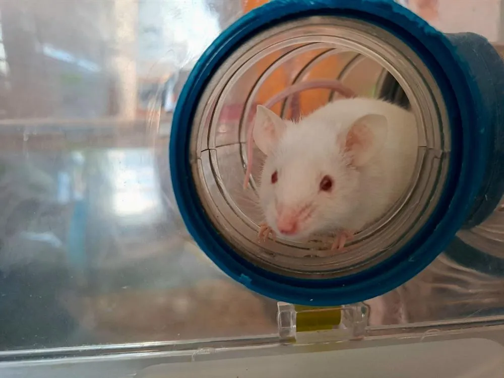 À l'adoption : Chipy