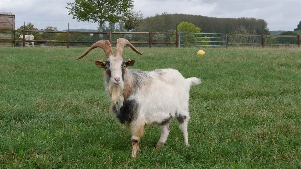 À l'adoption : Klorane