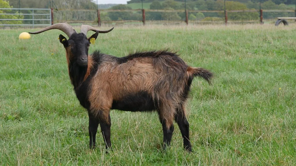 À l'adoption : Kerastase