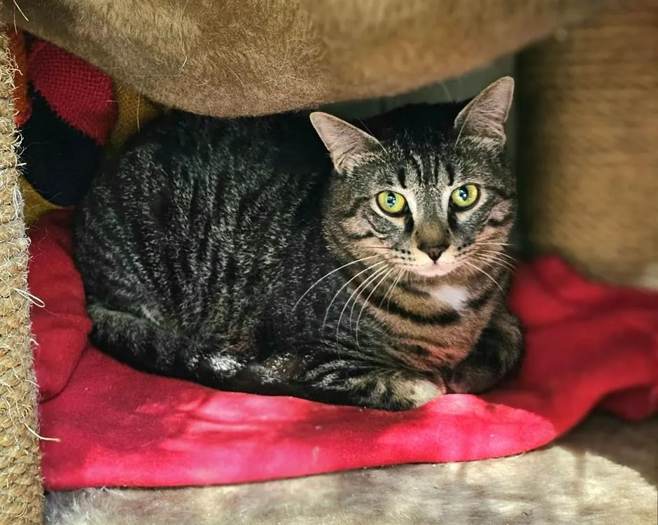 À l'adoption : Vanessa