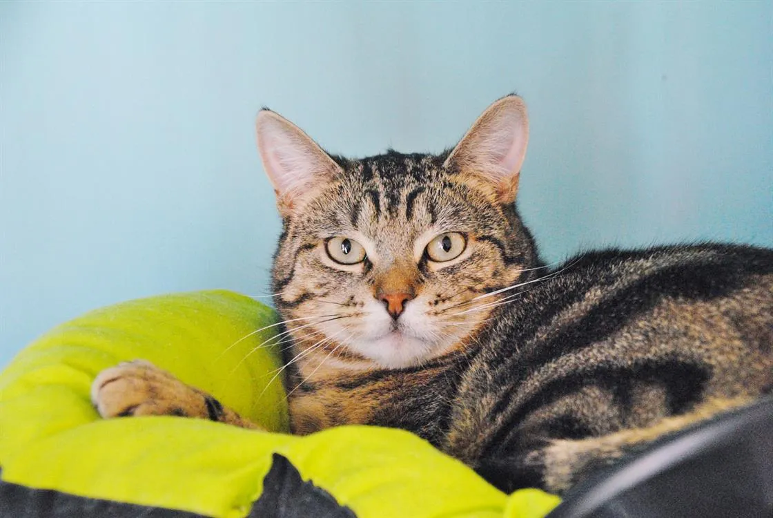 À l'adoption : Ziggy Ct