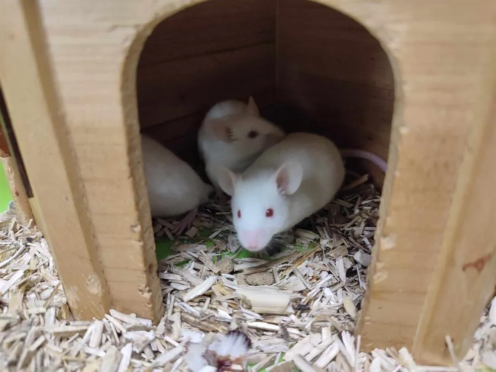 À l'adoption : Bernard