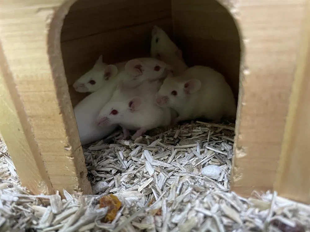 À l'adoption : Jerry