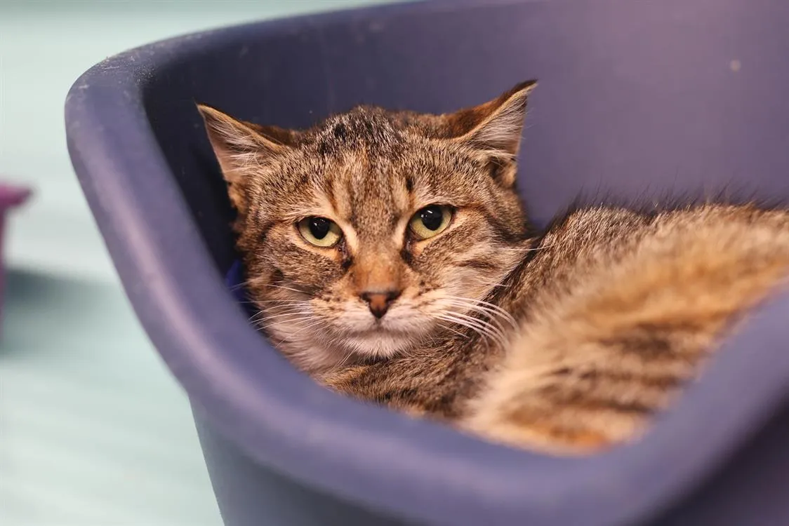 À l'adoption : Saky