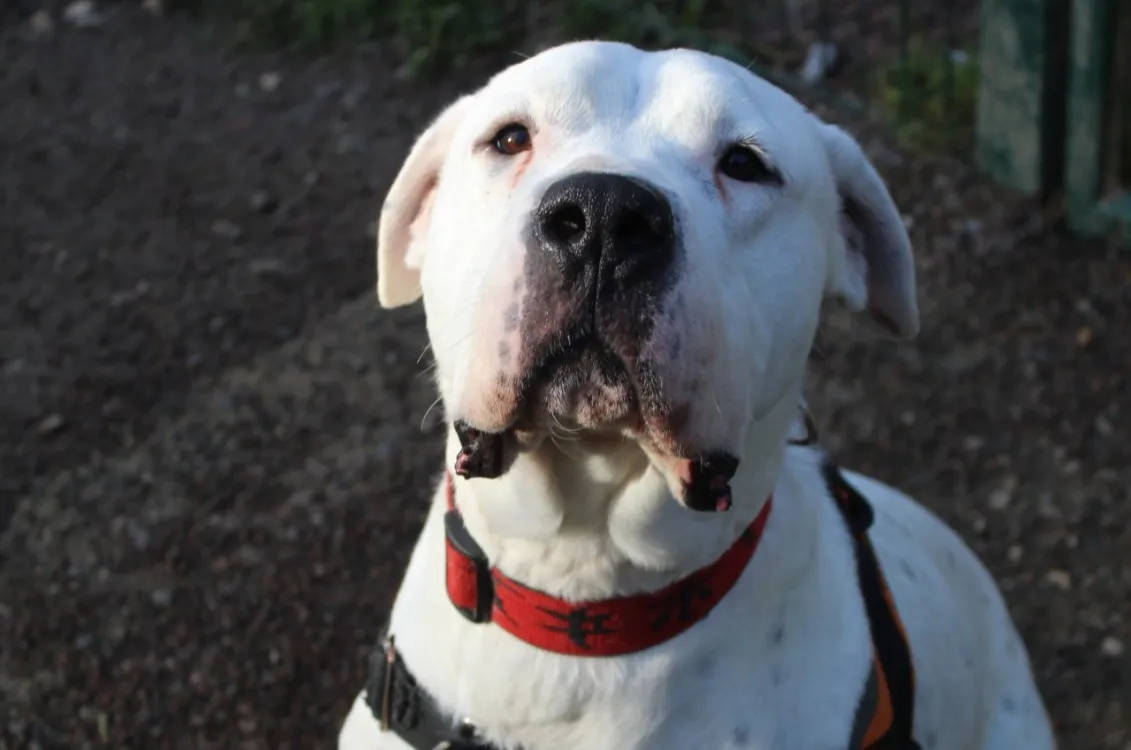 À l'adoption : Tango