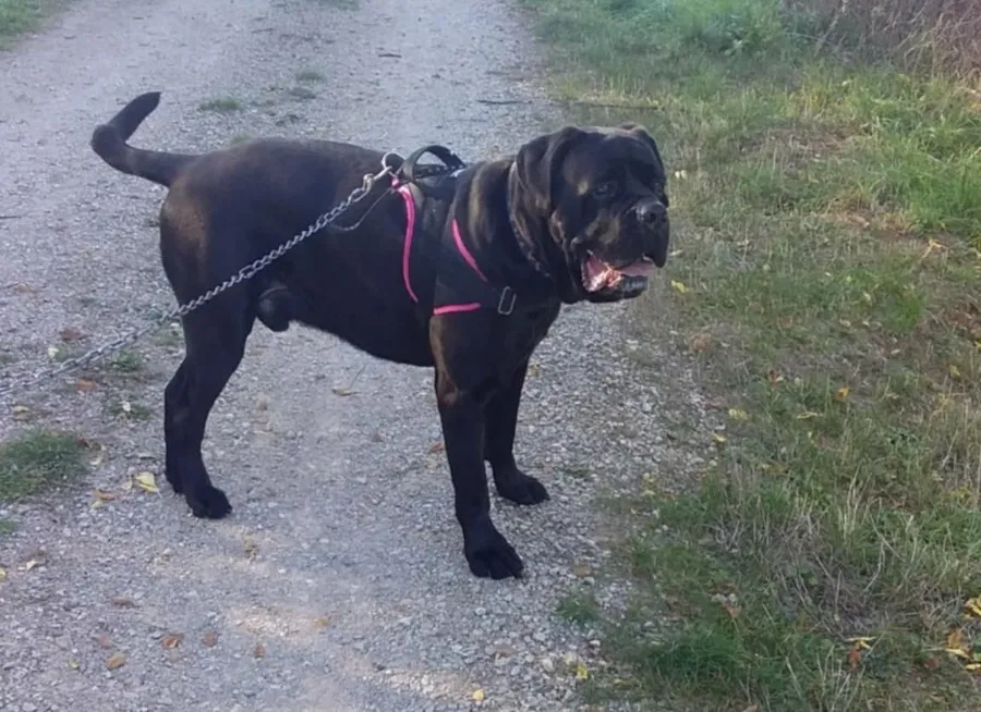 À l'adoption : Rider