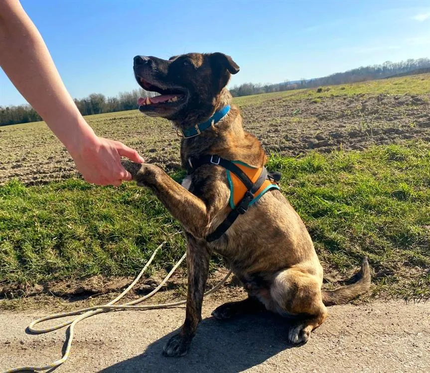 À l'adoption : Zeus