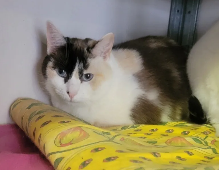 À l'adoption : Linda