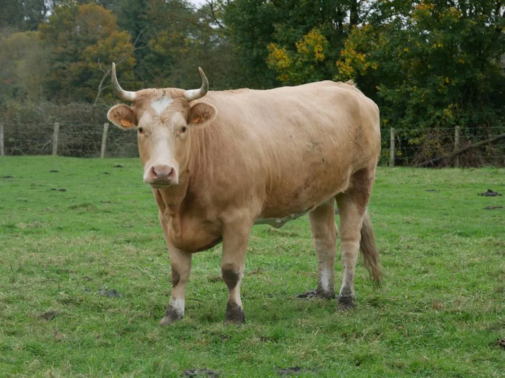 À l'adoption : Sophia