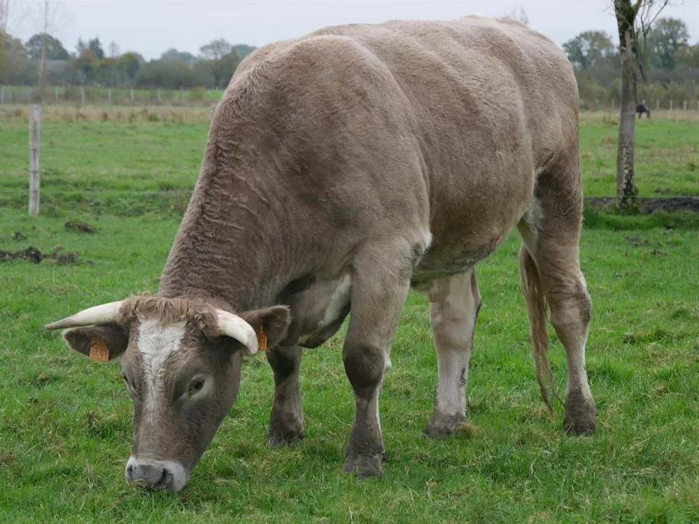 À l'adoption : Santiano