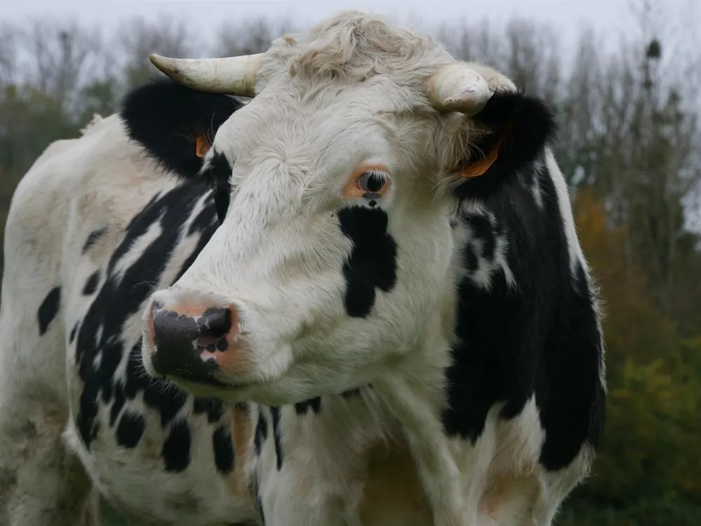À l'adoption : Seal