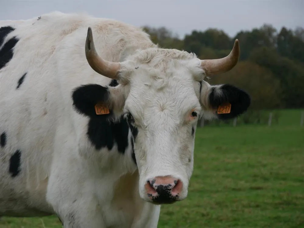 À l'adoption : Sacha