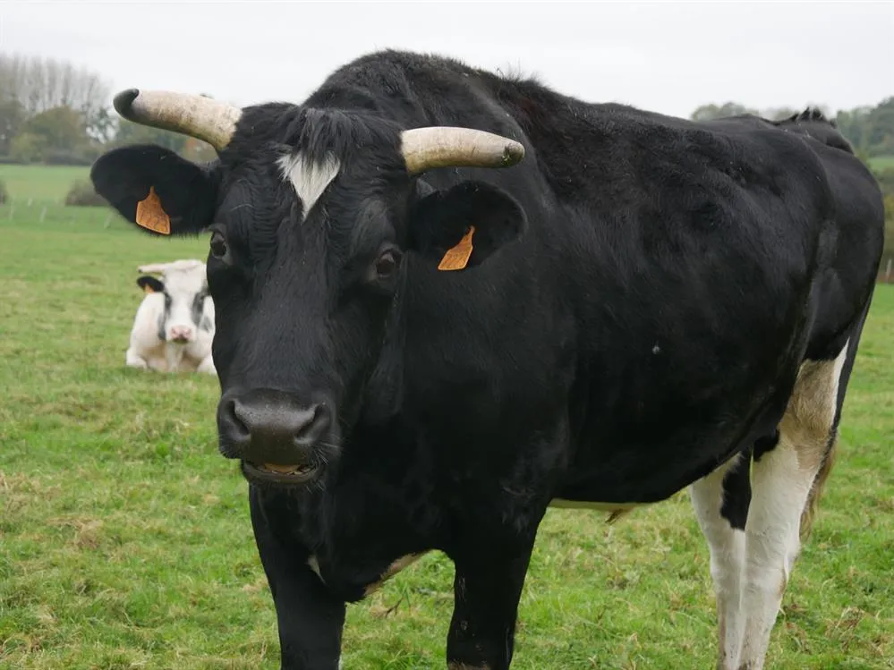 À l'adoption : Kaloum