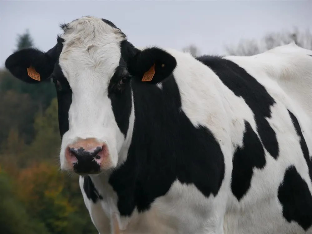 À l'adoption : Clésdeschamps