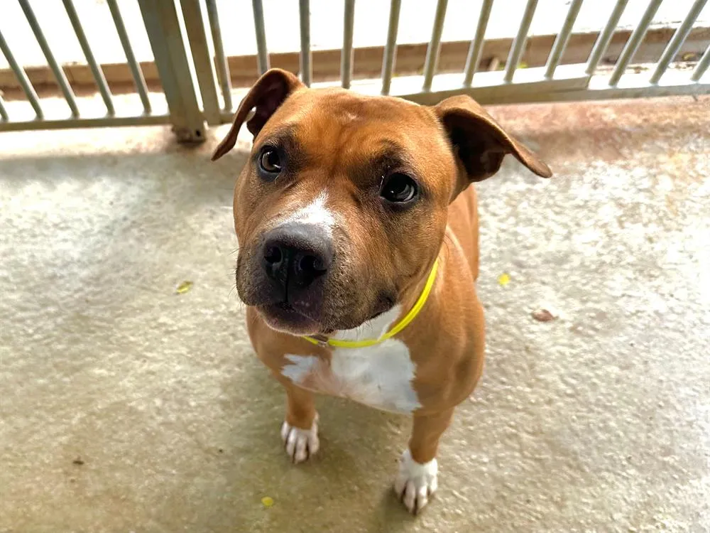 À l'adoption : Tyxie