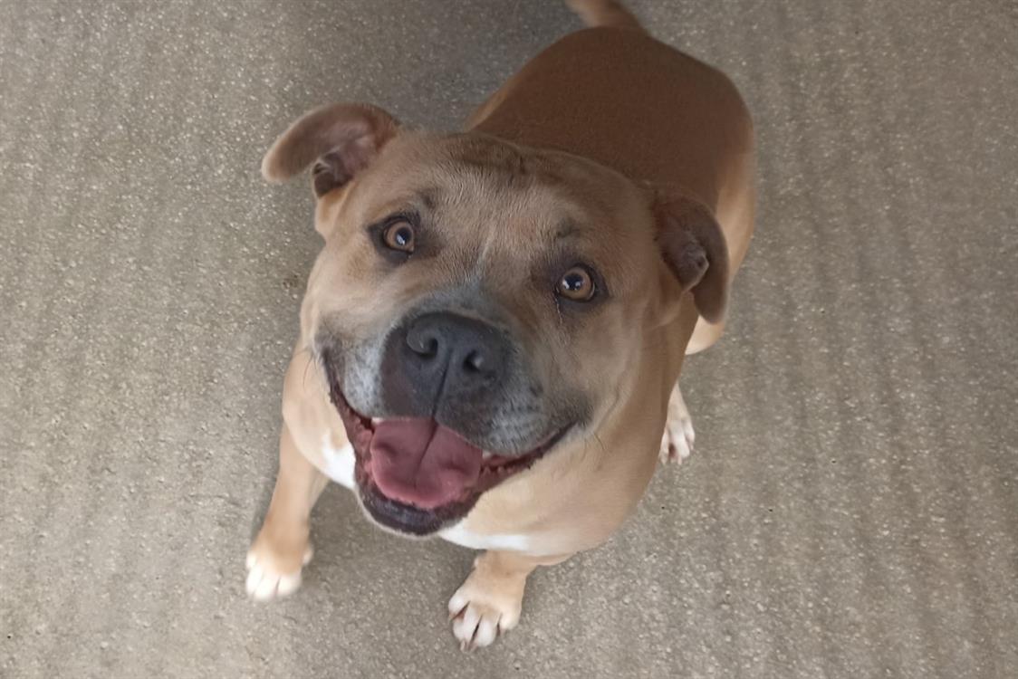 Tyson (en cour d'adoption)