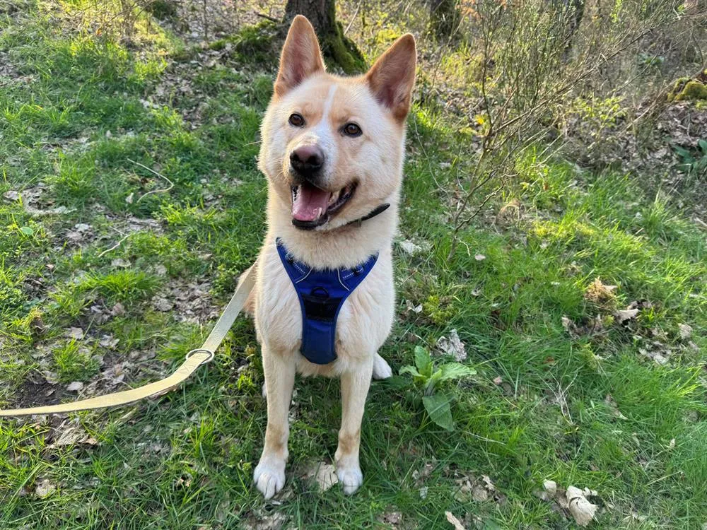 À l'adoption : Pouchi