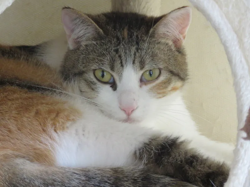 À l'adoption : Floralie