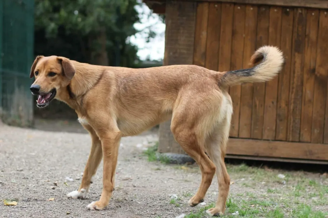 À l'adoption : Mouto