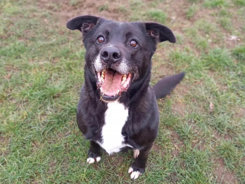 À l'adoption : Popeye G