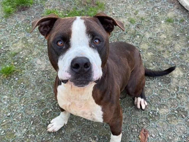 À l'adoption : Oxyx