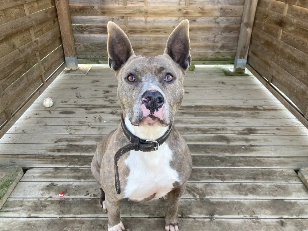 À l'adoption : Newton