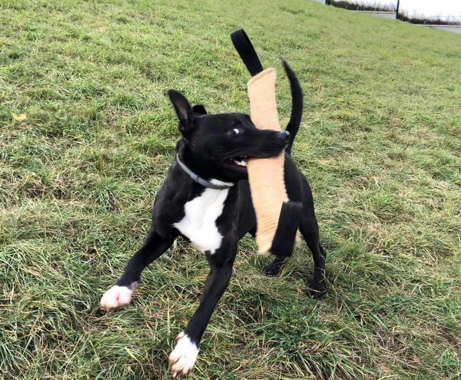 À l'adoption : Raiden Dit Rainbow