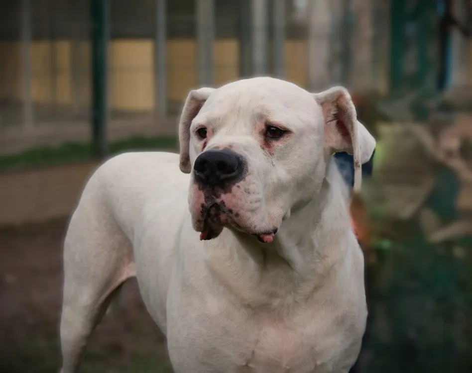 À l'adoption : Ramsès