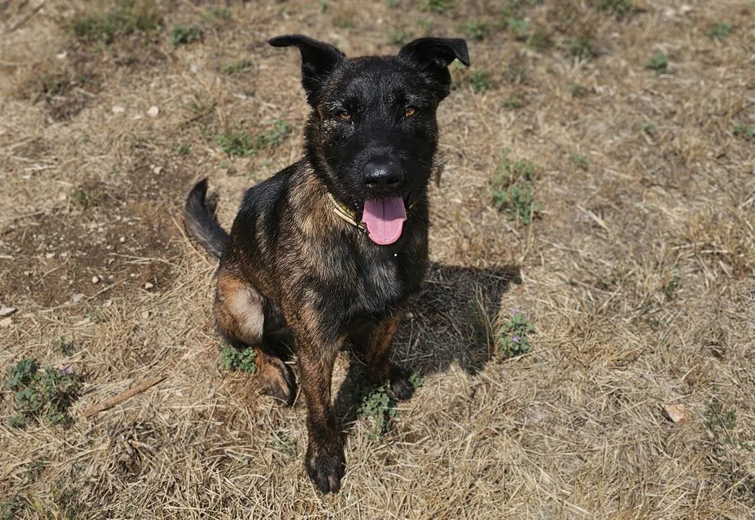 À l'adoption : Topaze