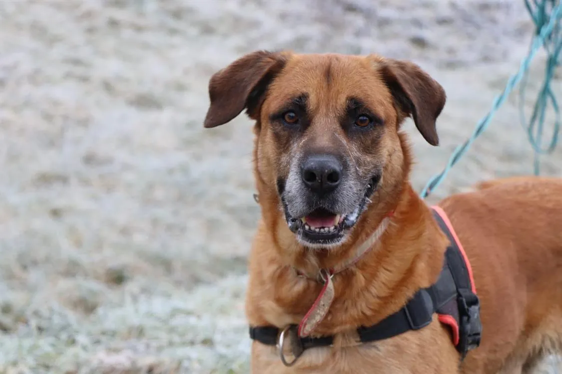 À l'adoption : Charly