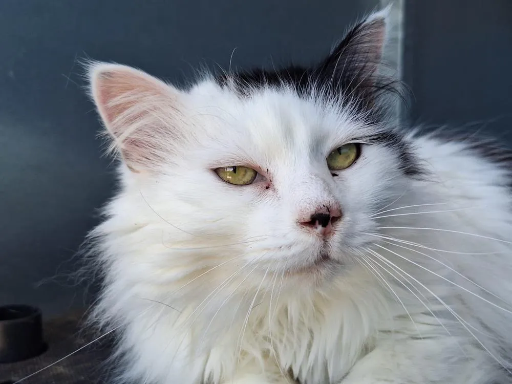 À l'adoption : Choupette