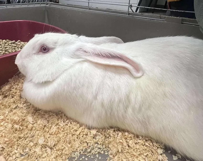 À l'adoption : Aquiel