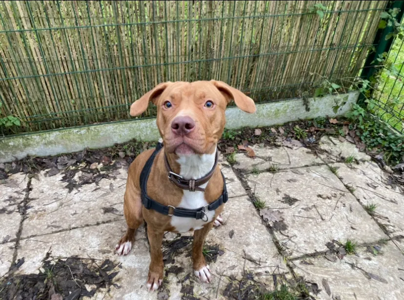 À l'adoption : Nala Paa22552