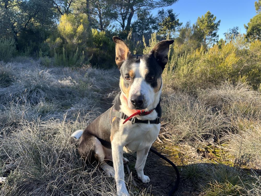 Taz