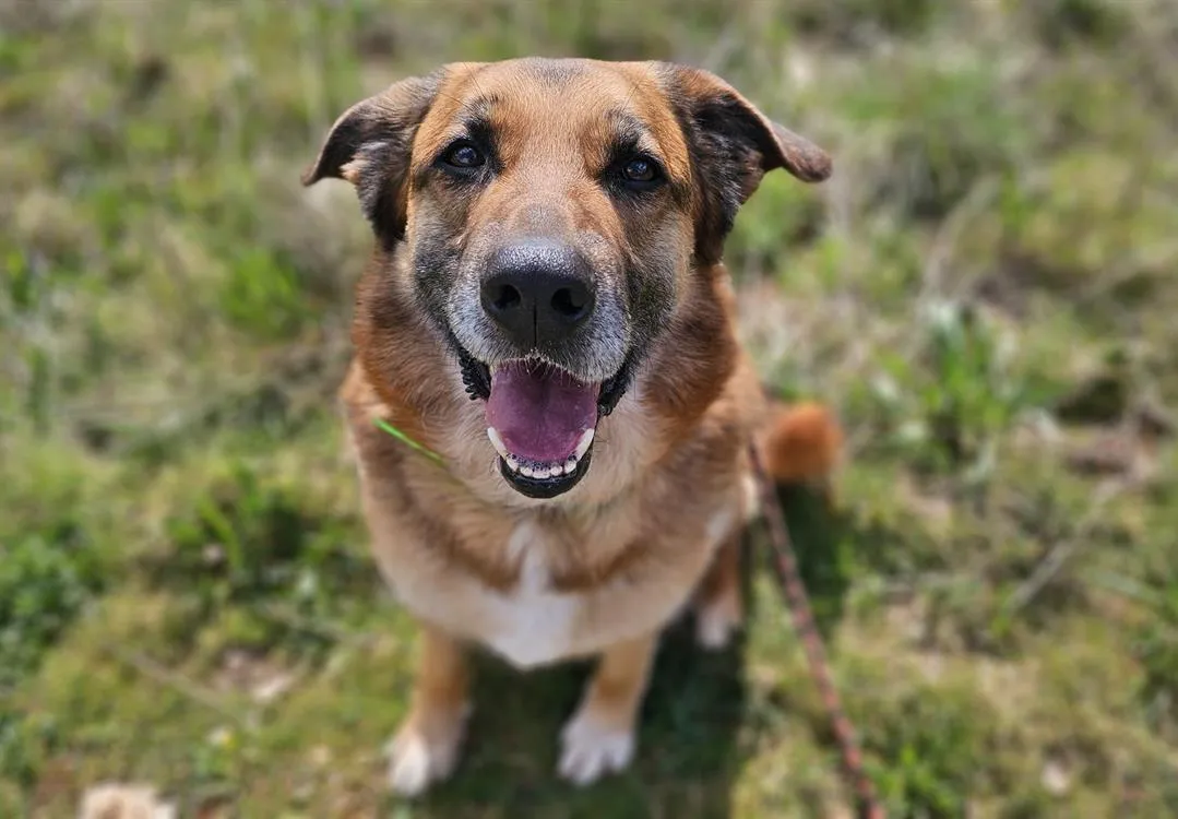 À l'adoption : Soleil