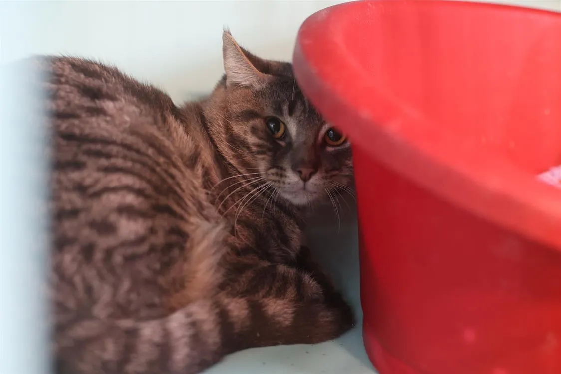 À l'adoption : Tiki