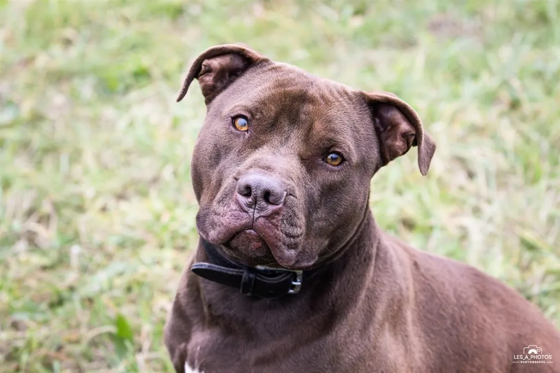 À l'adoption : Gucci Paa22587